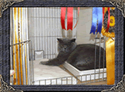 British Shorthairs
