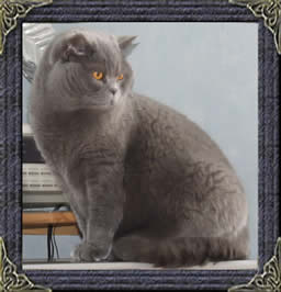 British Shorthair Cats
